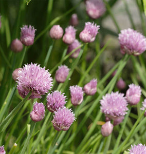 About Chives