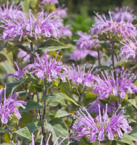 How to Grow Bergamot