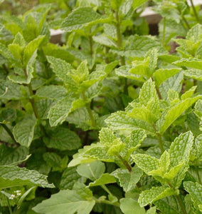 How to Grow Mint