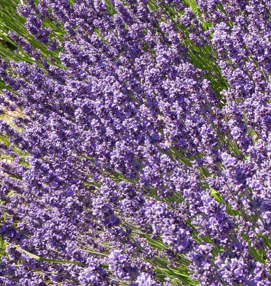 How to Grow Lavender