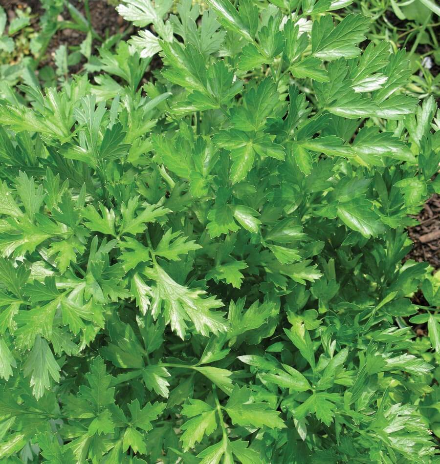 How to Grow Lovage