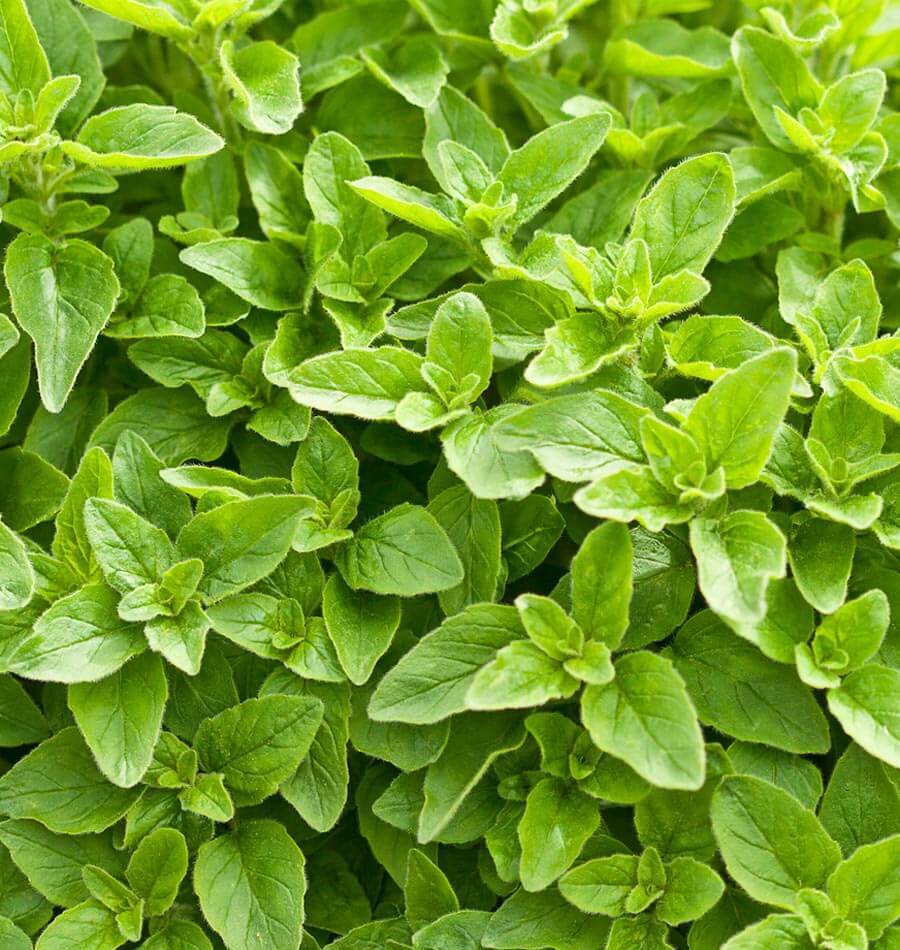 How to Grow Oregano