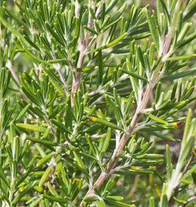 How to Grow Rosemary