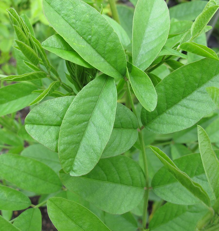 How to Grow Liquorice