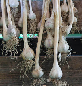 How to Cure Garlic