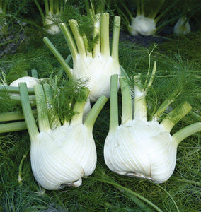 How to Grow Fennel