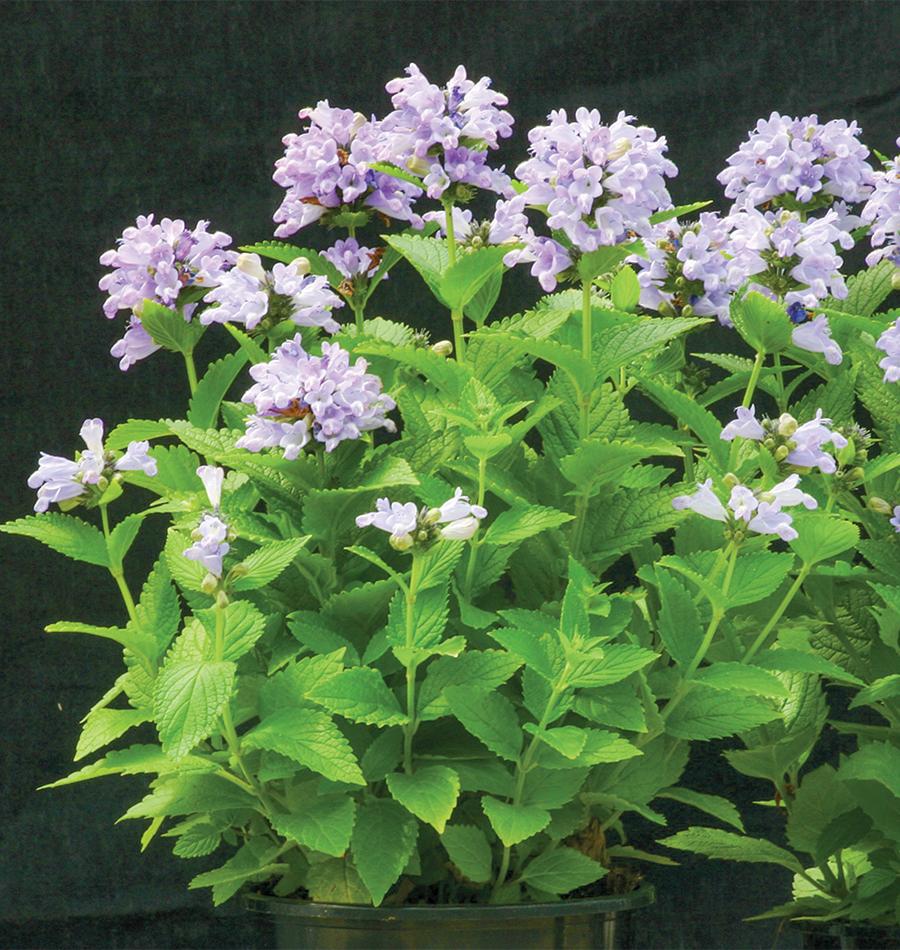 How to Grow Nepeta Catmint