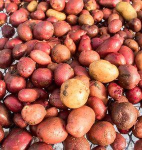 How to Grow Potatoes from Seed