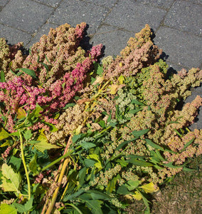 How to Harvest Quinoa