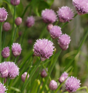 Commit to Grow Day 2: Chives