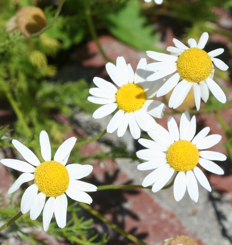 How to Grow Chamomile