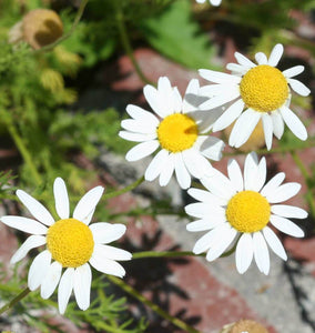 How to Grow Chamomile