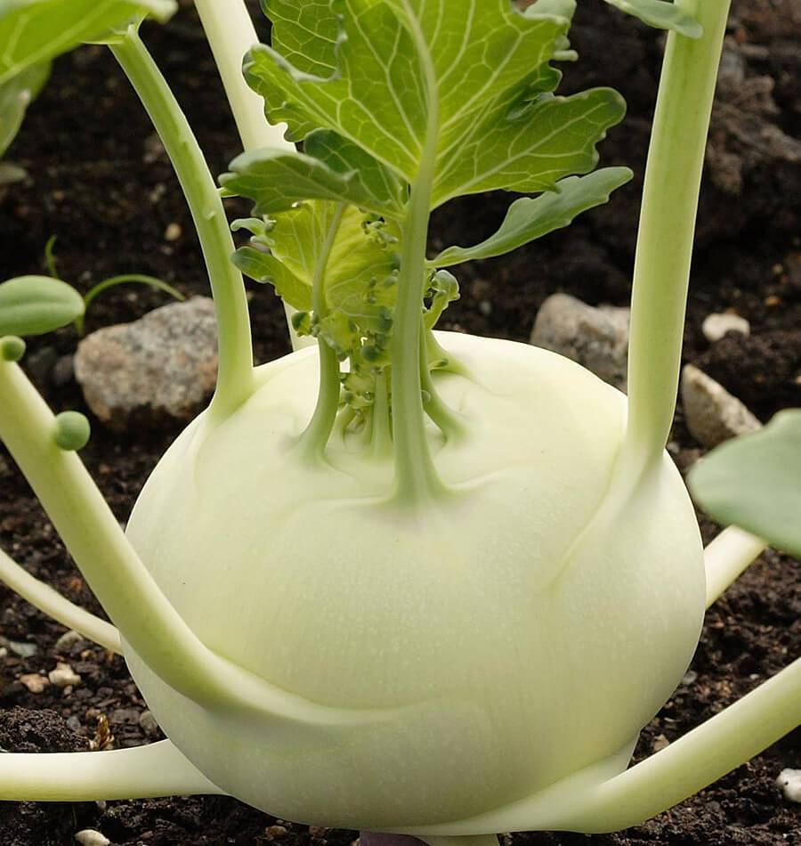 How to Grow Kohlrabi