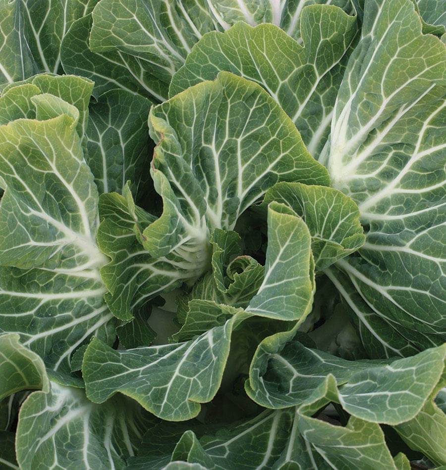 How to Grow Kale and Collards
