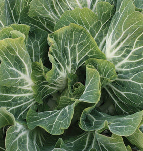 How to Grow Kale and Collards