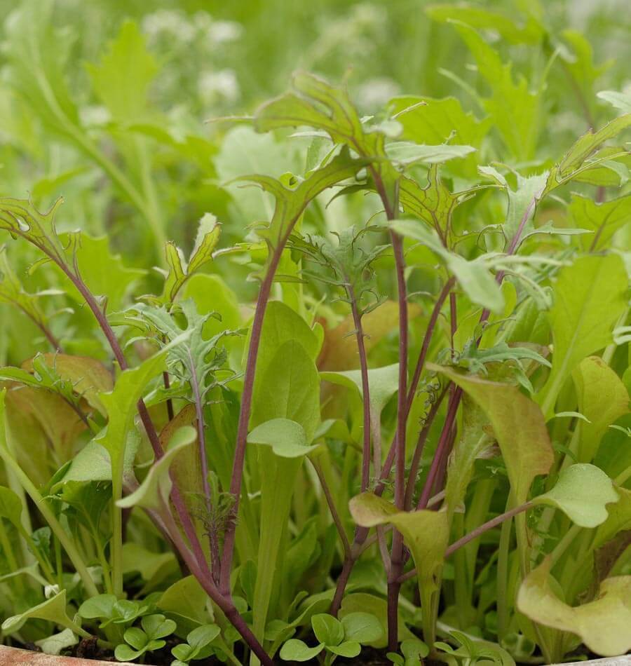 How to Grow Mescluns and Salad Greens