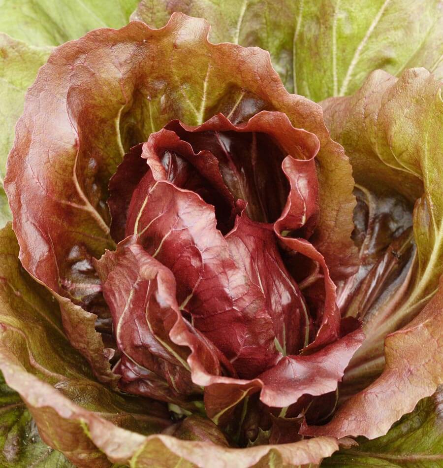 How to Grow Endive and Radicchio