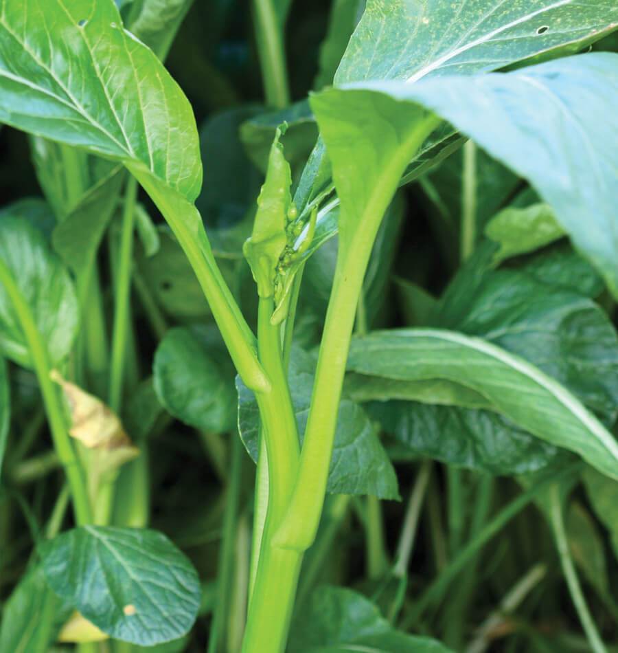 How to Grow Pac Choi and Choi Sum