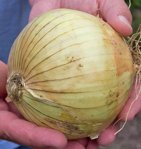 How to Grow Onions