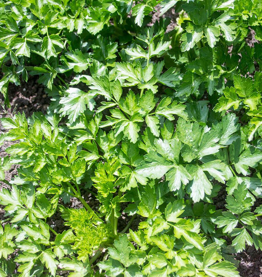 About Parsley