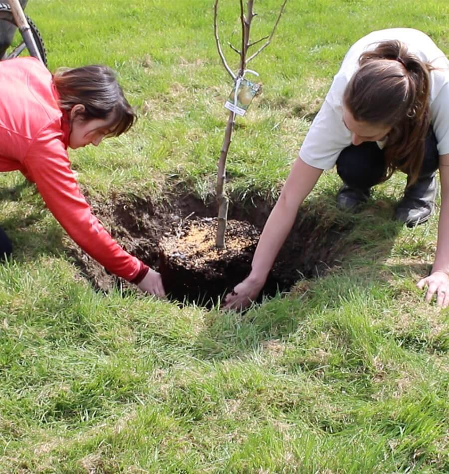 Commit to Grow Day 15: Planting Trees