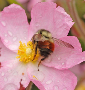Planting a Bumblebee Garden