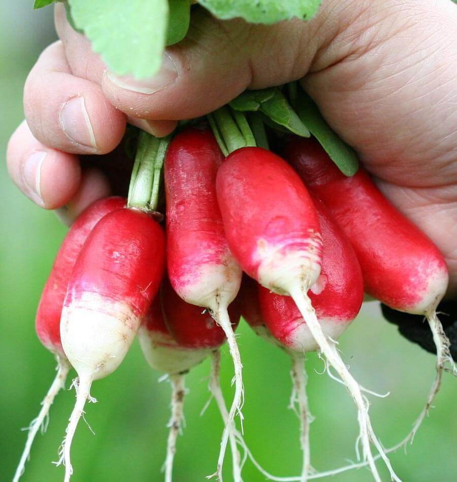 About Radishes