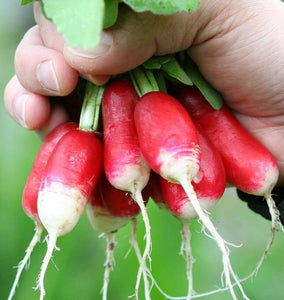 About Radishes