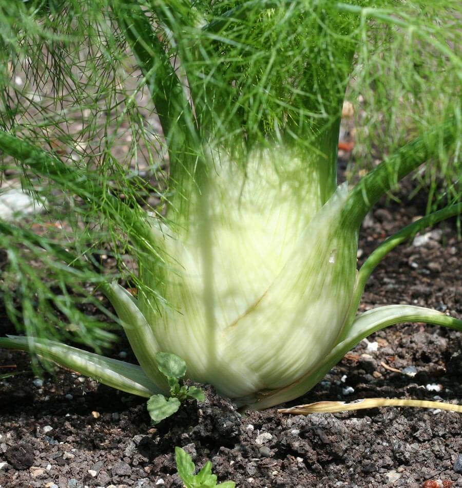 How to Grow Florence Fennel