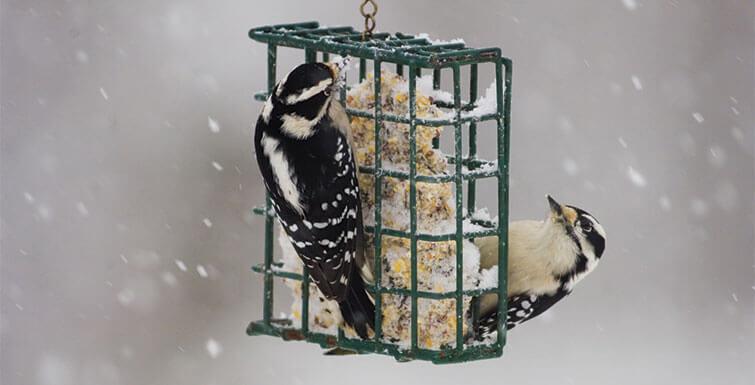Suet Feeders: A Gift for the Birds