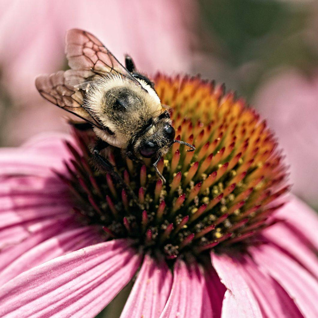 How To Help Mason Bees Thrive And Survive