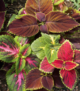 FL4042A - Rainbow Mix Coleus