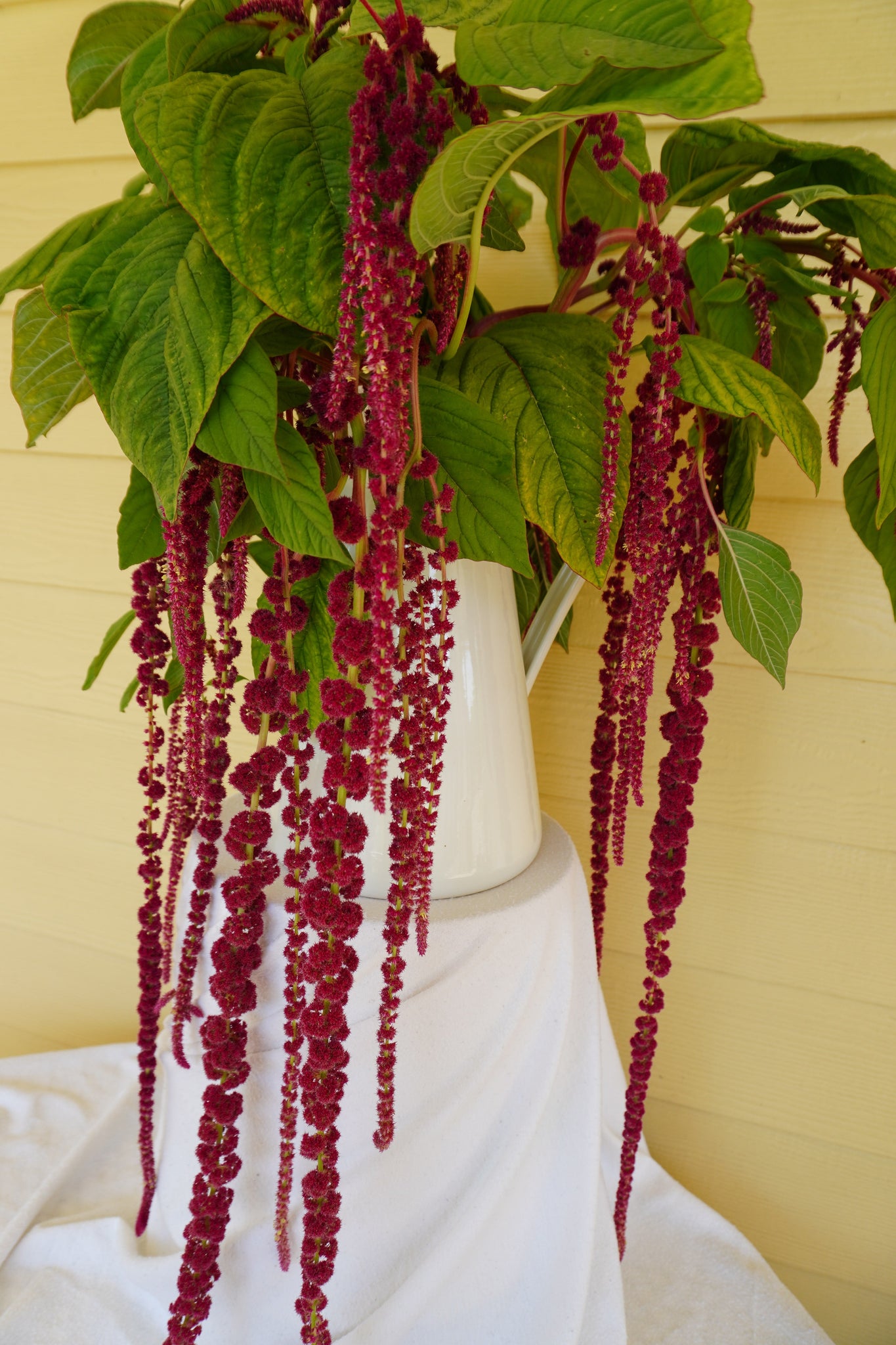 Love-Lies-Bleeding