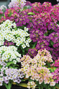 FL3854A - Sweet Bliss Alyssum Blend