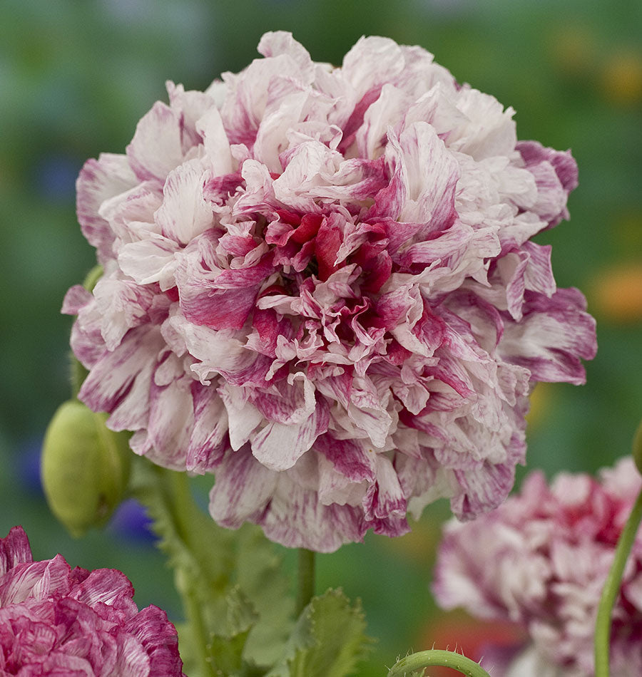 FL4018A - Flemish Antique Peony