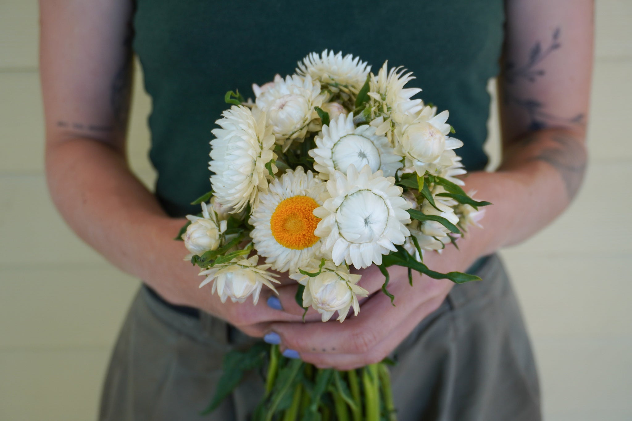 White Strawflower