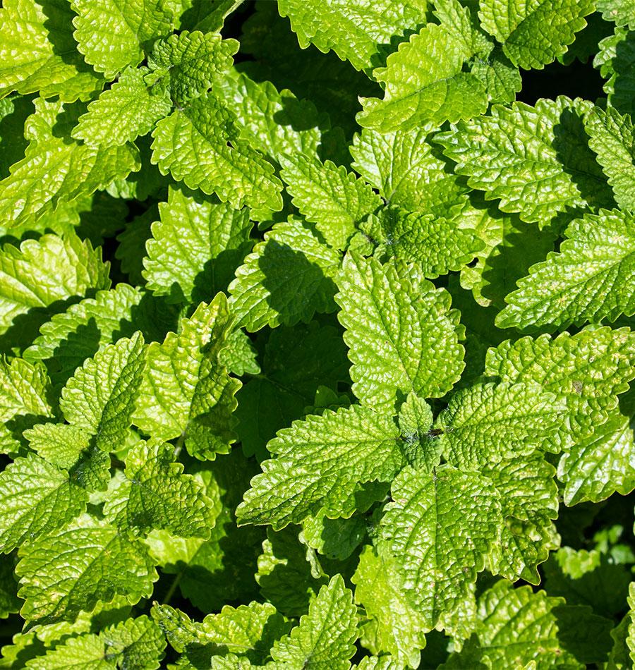 HR1097A - Lemon Balm