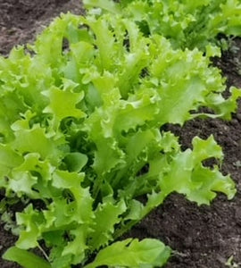 Green Curled Endive