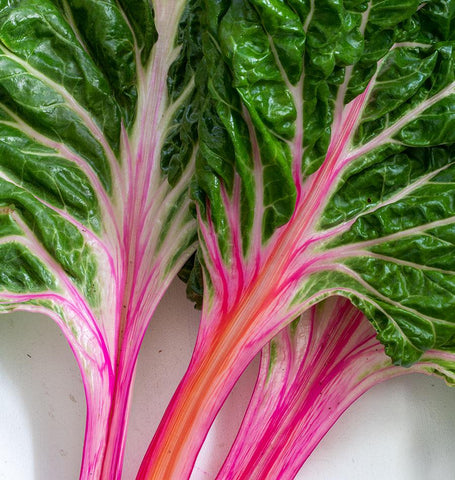 SW763A - Peppermint Chard