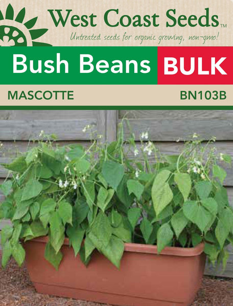 Bulk Size of Mascotte Beans