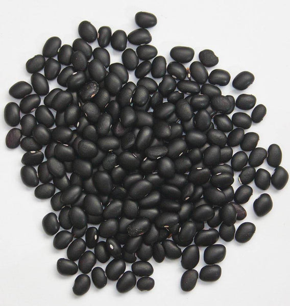 Black Turtle Drying beans BN143 1