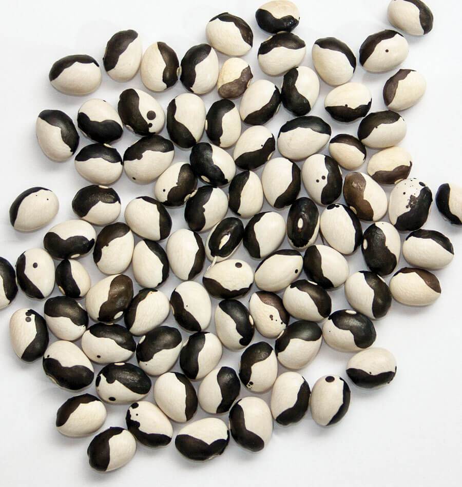 Calypso Bean Seeds