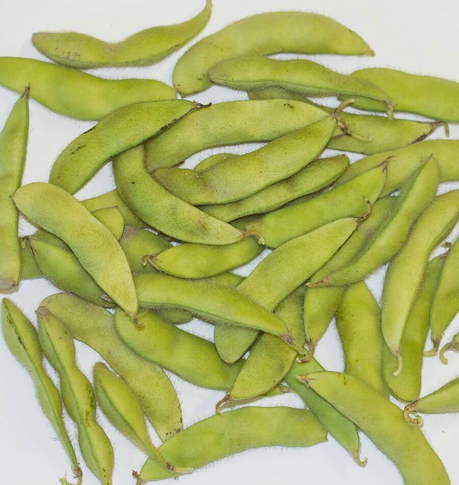 Kuroshinju Soybean Seeds
