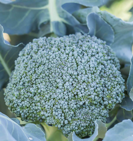 Di Cicco Organic Broccoli Seeds BR210-1