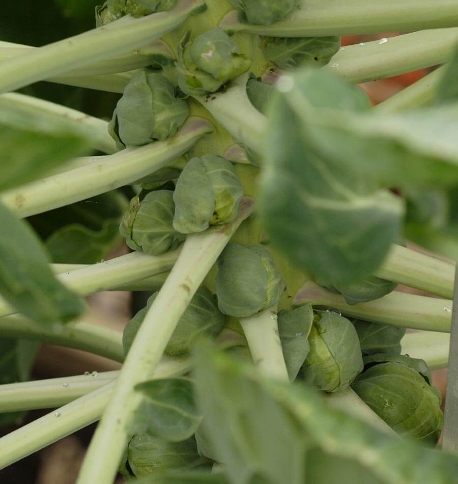 Gustus Brussels Sprout Seeds – WCS Fundraising