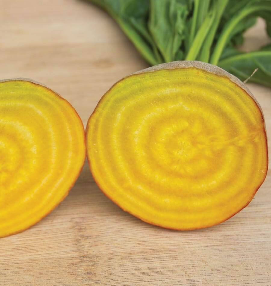 Touchstone Gold Organic Beet Seeds BT179 1