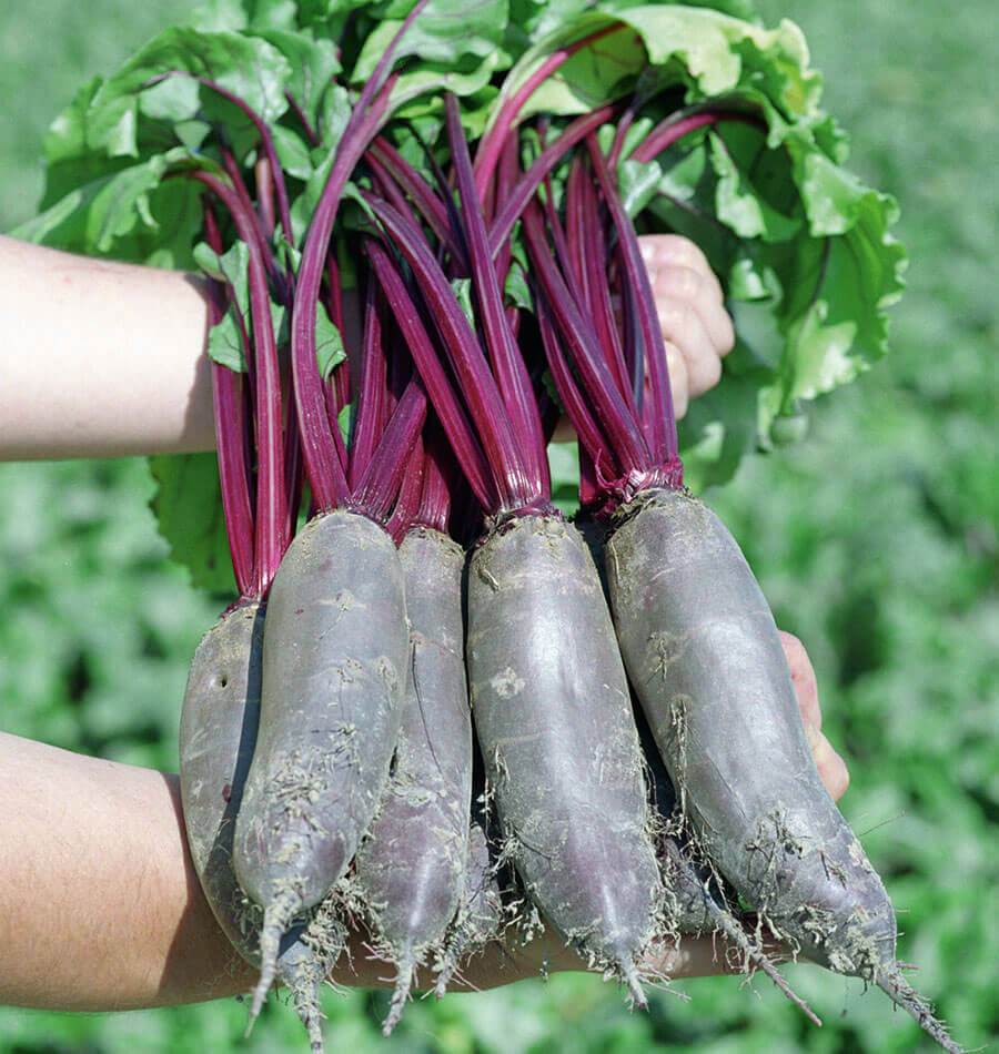 Taunus Beet Seeds