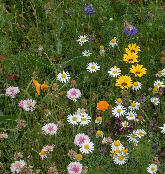Biodiversity Blend Wildflowers Seeds