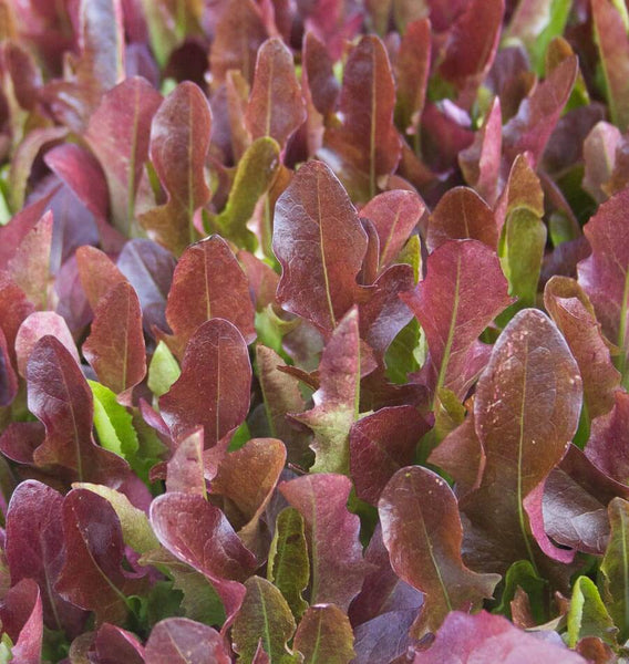 Blade Organic Looseleaf Lettuce Seeds LT501-1
