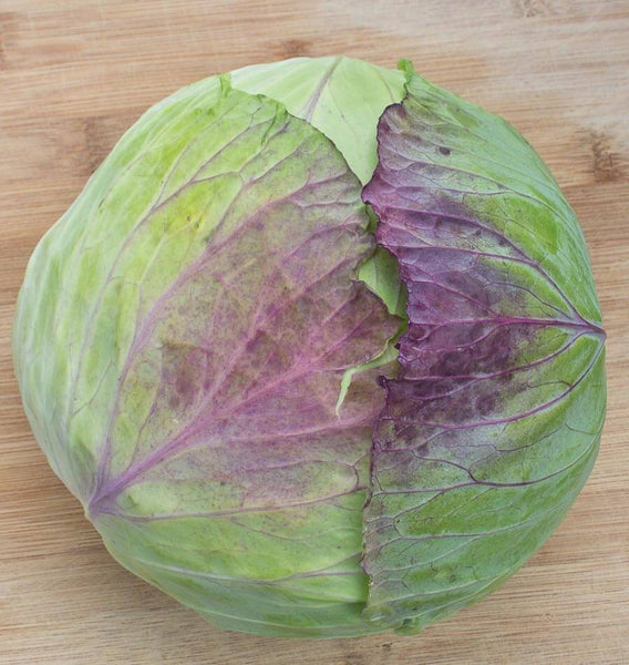 Taiwan Cabbage